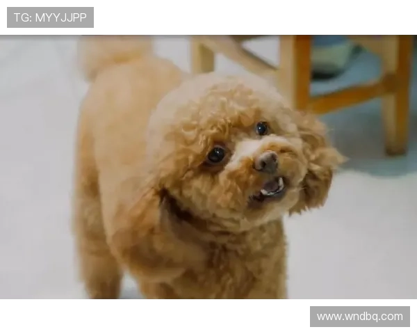 宇宙萌宠降临？外星神犬的神秘传说与地球羁绊